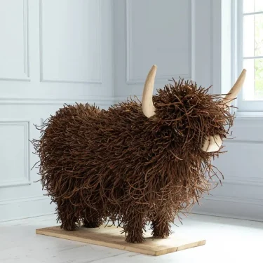 Highland Cow